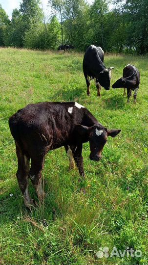 Телята бычки тёлочка коровы