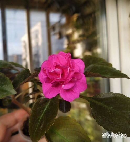 Бальзамины