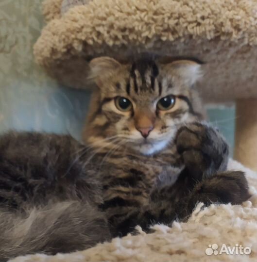 Котенок мальчик