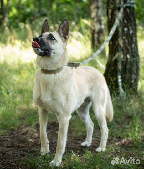 Красавица собака ищет любящих хозяев