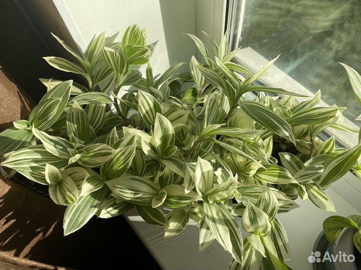 Традесканция белая