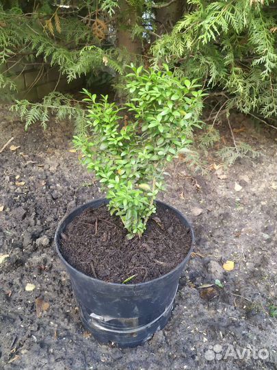 Саженцы самшита