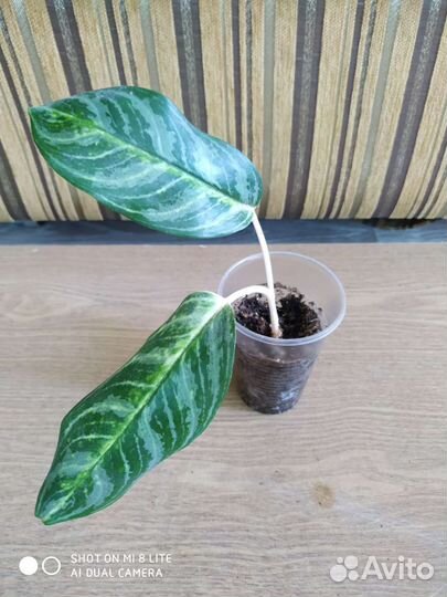 Сингониумы,алоказия,аглаонемы,сциндапсусы