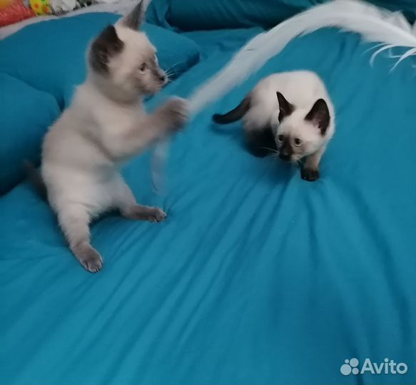 Тайские котята