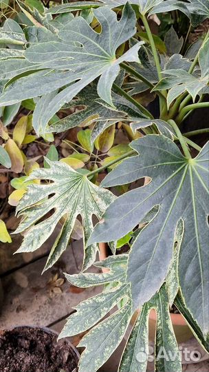 Фатсия и фатсхедера, пестролистные и зеленые