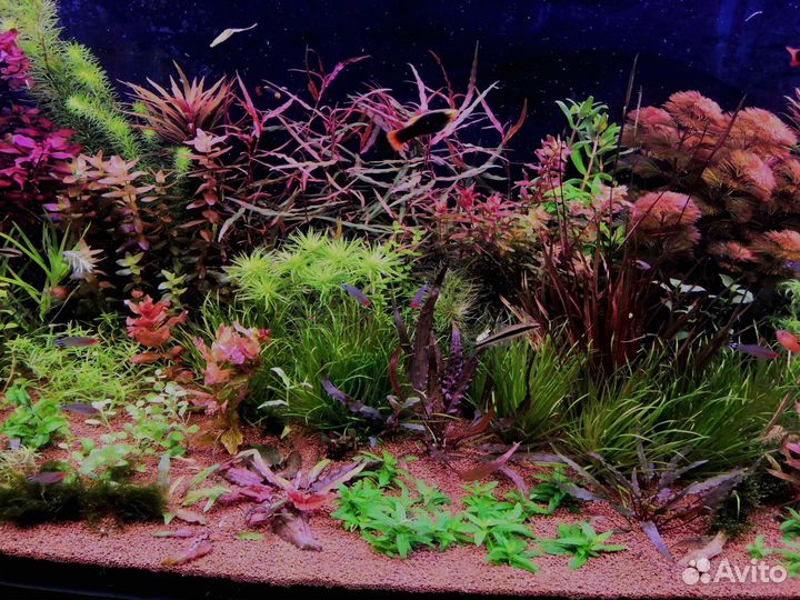 Растения для аквариума