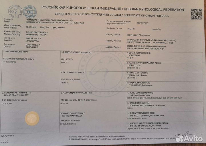 Щенки курцхаара