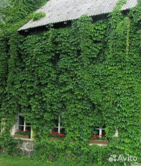 Живая изгородь