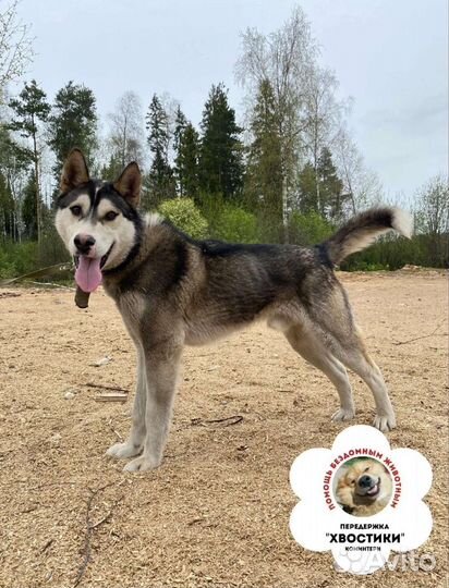 Собака в добрые руки