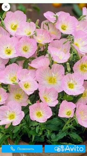 Энотера розовая