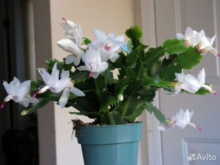 Декабрист шлюмбергера