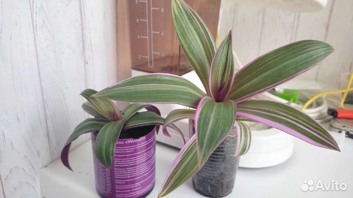 Традесканция Рэо