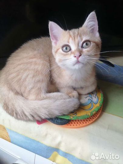 Британские котята