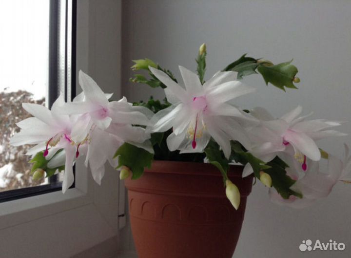 Сортовые декабристы