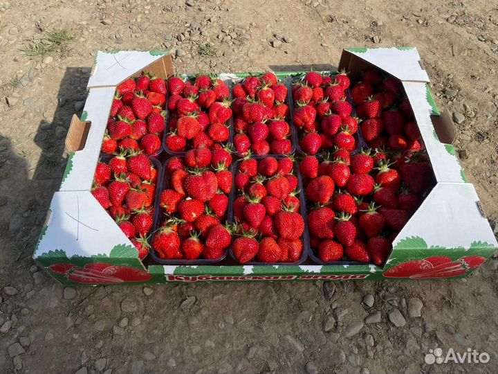 Клубника Краснодарская оптом от 500кг дост Грозный