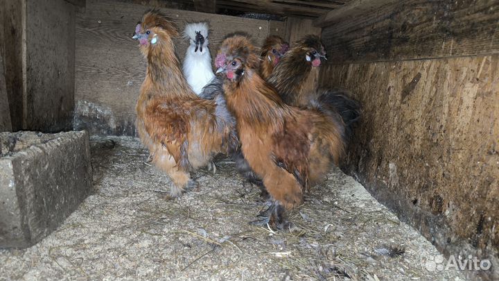 Китайки шелковые