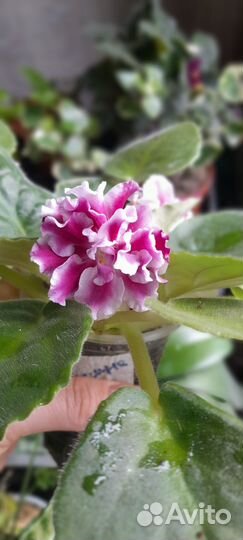 Фиалки сенполии