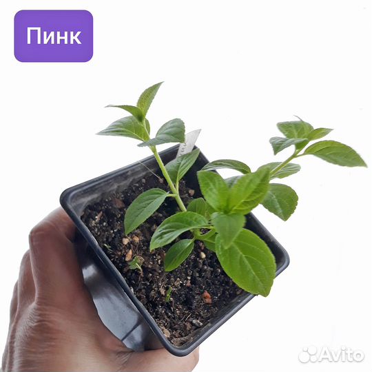 Гортензия метельчата №2