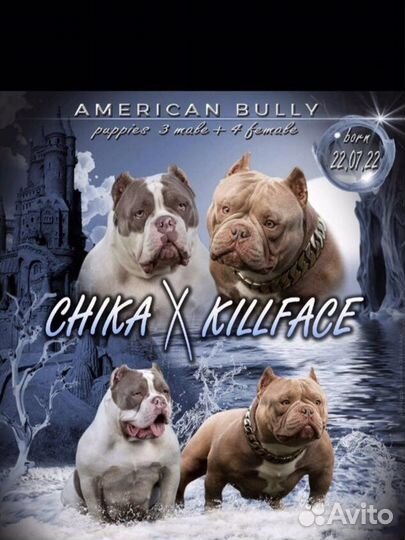 Красивые ласковый Дети- американский булли