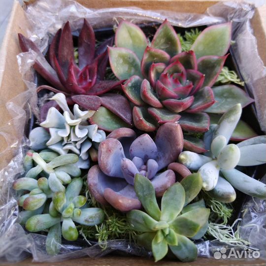 Суккуленты для садика