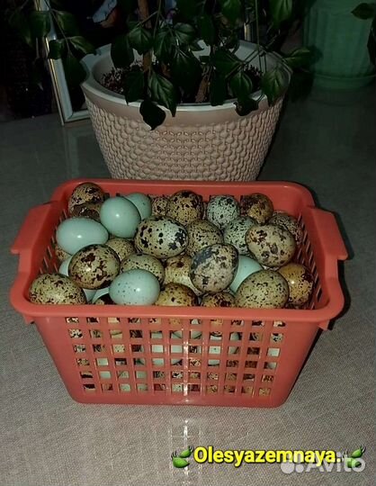 Яйца куриные, перепелиные, домашние