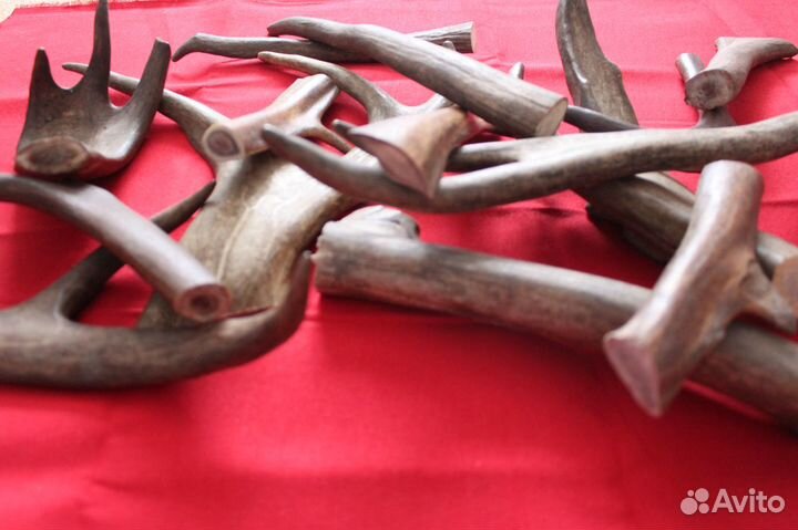 Рога оленя для собак