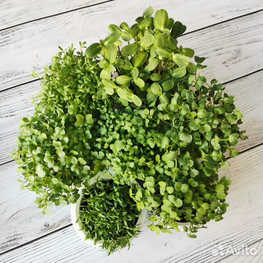 Набор семян - микрозелень 7 видов