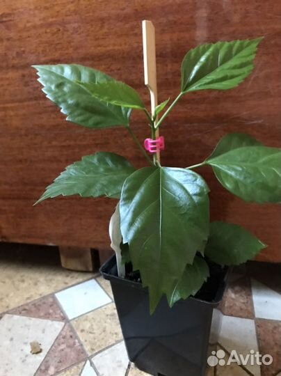 Оранжевый с носиком