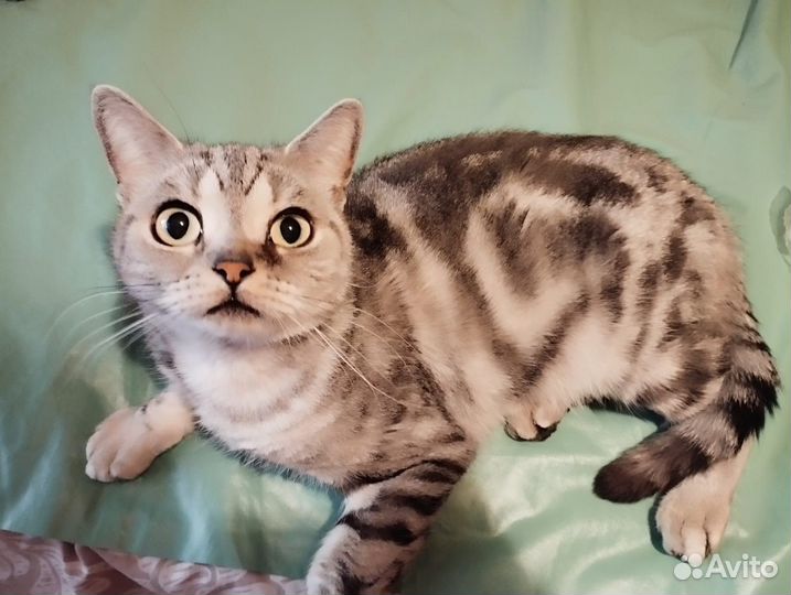 Шотландские кошки