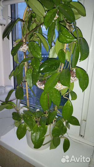 Хойя взрослая