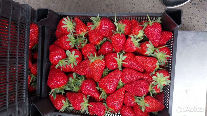 Клубника свежая