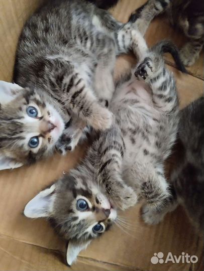 Котята. мальчики и девочка