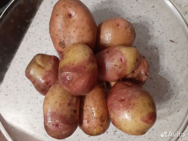 Картофель на зиму Кофта-Юбка