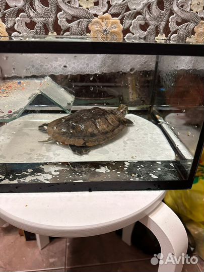 Черепаха с аквариумом