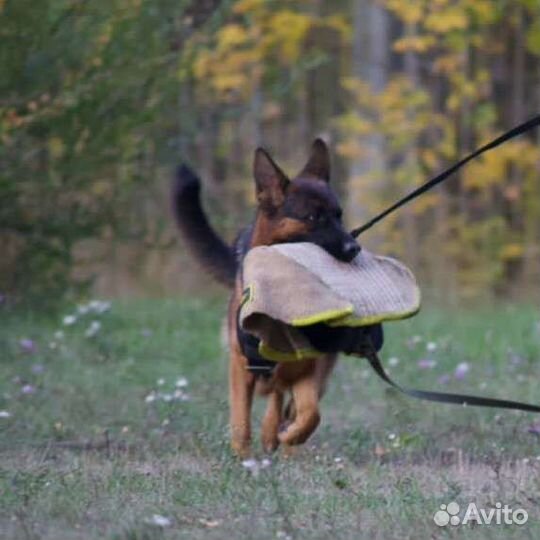 Дрессировка собак