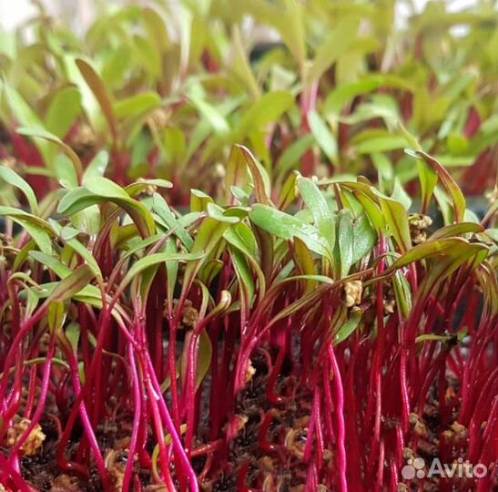 Семена для микрозелени