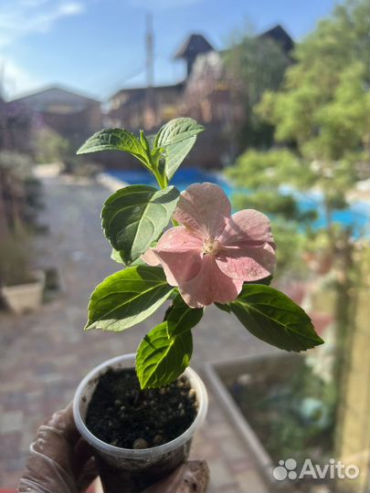 Гортензия Ранвэй Брайд (сбежавшая невеста)