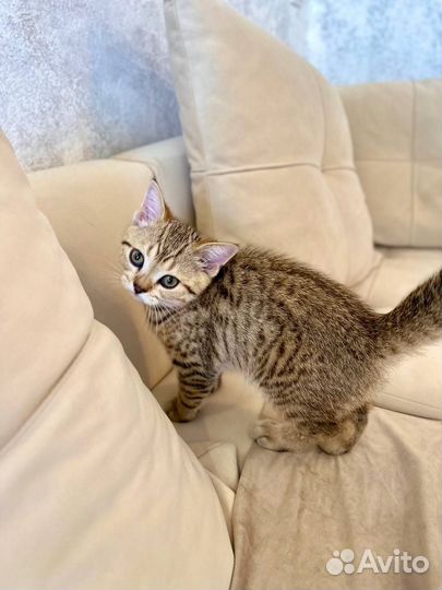 Шотландский котенок