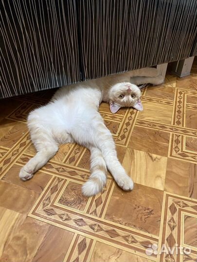 Кошка даром бесплатно