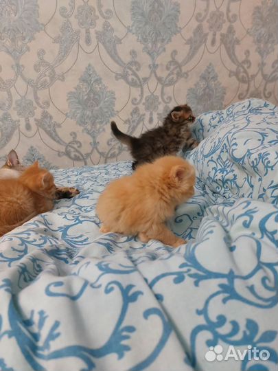 Персидские котята метисы