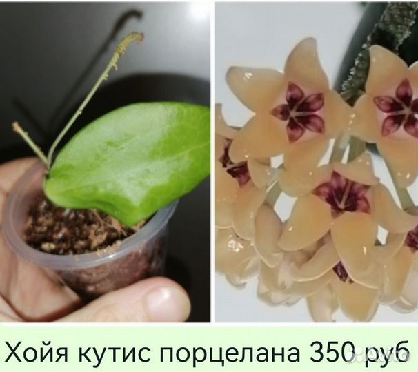 Сортовые хойи