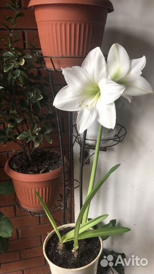 Гиппеаструм