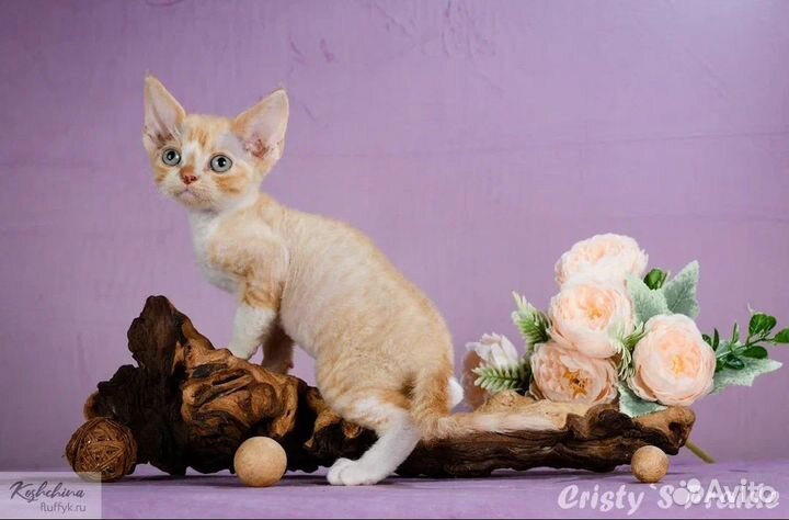 Котята девон-рекс