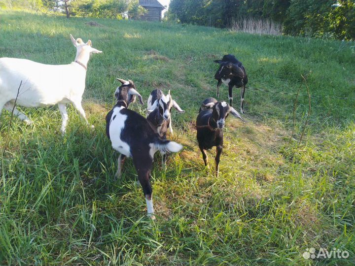 Девочки козы. 3 месяца
