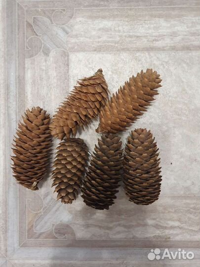 Шишки еловые покрашенные и не крашенные