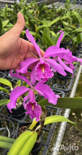 Орхидея Cattleya maxima Ecua 00139 x Ecua 00138