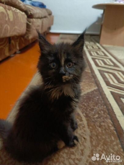 Продам котят мейн кун