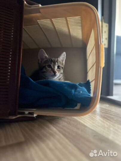 Котенка выбросили на помойку