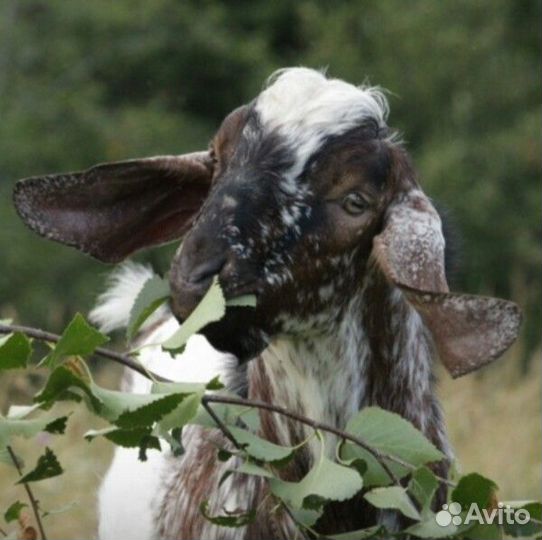 Нубийский козёл, случка