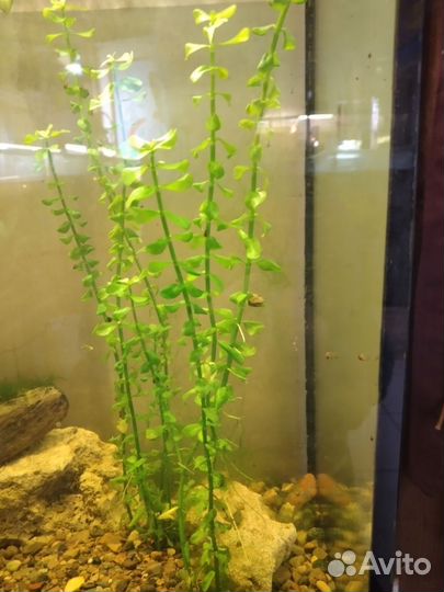 Растения коряги рыбки